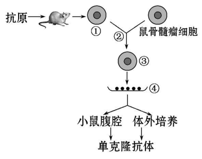 2014屆高三生物二輪復(fù)習(xí)專項(xiàng)檢測 基因工程、細(xì)胞工程（Word版含解析答案）——細(xì)胞工程專題解析